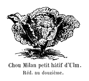 Billedet er fra Vilmorin-Andrieux & Cie, 1904. Les plantes potagères. Description et culture des principaux légumes des climats tempérés. ed. 3. Paris, Vilmorin-Andrieux. 