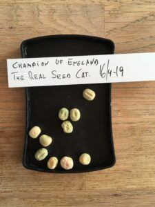 Champion of England. Fra The Real Seed Catalogue i England.