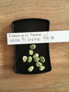 Champion of England. Fra genbanken i USA, U. S. National Plant Germplasm System N. P. G. S. Accessionsnr. PI 206834.