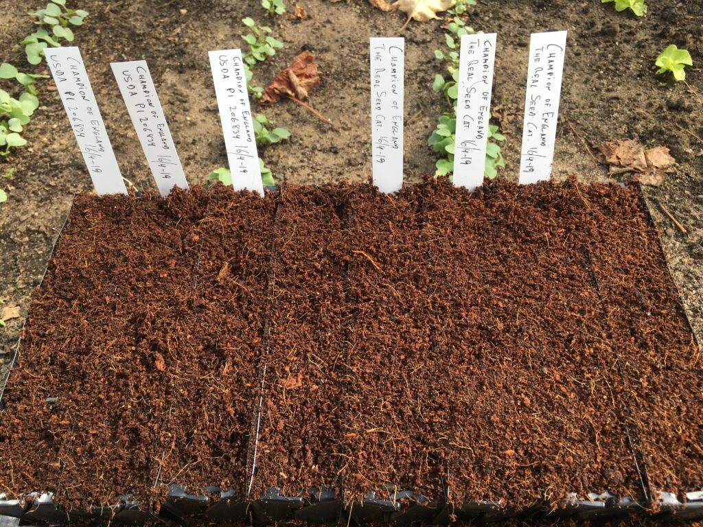 De 2 prøver af Champion of England er sået. I roottrainers og i såjord lavet af kokosfibre.