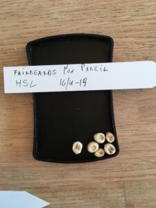 Fairbeards Non Pareil. Fra Heritage Seed Library, England.