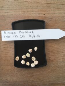 Fairbeards Nonpareil. Fra genbanken i Tyskland, IPK Gatersleben. Accessionsnr. PIS 241.