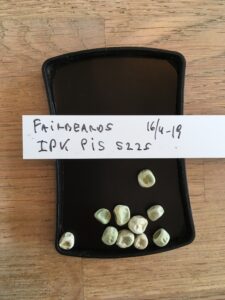 Fairbeards. Fra genbanken i Tyskland, IPK Gatersleben. Accessionsnr. PIS 5225.