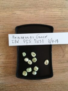 Fairbeards Green. Fra genbanken i Tyskland, IPK Gatersleben. Accessionsnr. PIS 5631.