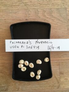 Fairbeard´s Nonpareil. Fra genbanken i USA, U. S. National Plant Germplasm System N. P. G. S. Accessionsnr. PI 206839.