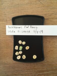 Fairbeards Non Pareil. Fra genbanken i USA, U. S. National Plant Germplasm System N. P. G. S. Accessionsnr. PI 244139.