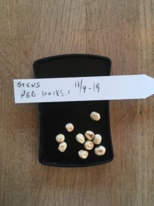 Stens. Fra NordGen. Accessionsnr. NGB 100185.1