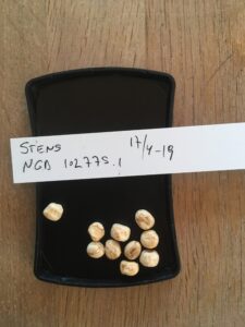 Stens. Fra NordGen. Accessionsnr. NGB 102775.1.