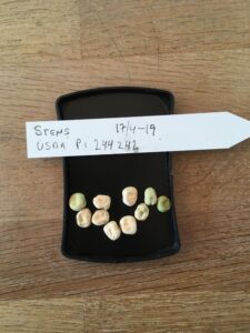 Stens. Fra genbanken i USA, U. S. National Plant Germplasm System N. P. G. S. Accessionsnr. PI 244242.