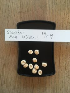 Stens. Fra NordGen. Accessionsnr. NGB 103520.1