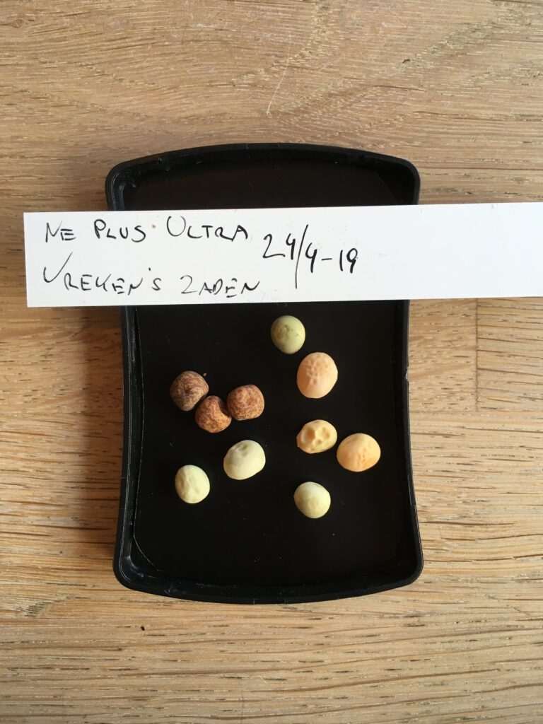 Ne Plus Ultra fra Vrekens´s Zaden i Holland.