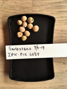 Sangsters. Fra den tyske genbank, IPK Gatersleben. Accessionsnr. PIS 6654.