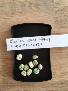 William Hurst. Fra genbanken i USA, U. S. National Plant Germplasm System N. P. G. S. Accessionsnr. 206825.