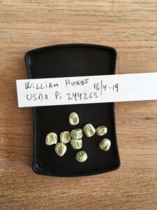 William Hurst. Fra genbanken i USA, U. S. National Plant Germplasm System N. P. G. S. Accessionsnr. 244265.