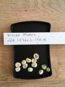 Witham Wonder. Fra NordGen. Accessionsnr. 101769.2.