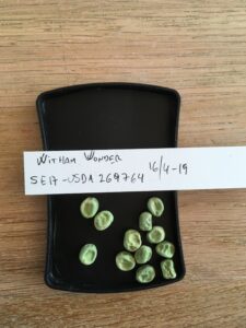 Witham Wonder. Fra genbanken i USA, U. S. National Plant Germplasm System N. P. G. S. Accessionsnr. PI 269764. Egen frøavl 2017 under insektnet.