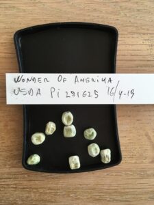 Wonder of Amerika. Fra genbanken i USA, U. S. National Plant Germplasm System N. P. G. S. Accessionsnr. PI 251625