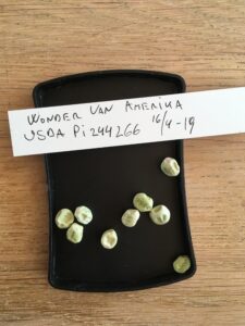 Wonder van Amerika. Fra genbanken i USA, U. S. National Plant Germplasm System N. P. G. S. Accessionsnr. 244266.
