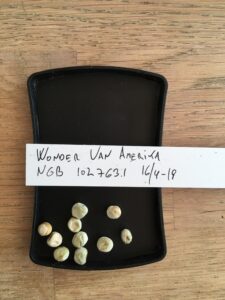 Wonder van Amerika. Fra NordGen. Accessionsnr. NGB 102763.1