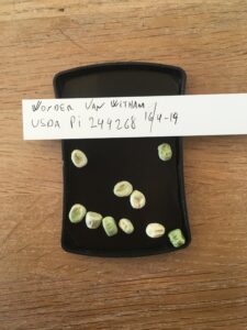 Wonder van Witham. Fra genbanken i USA, U. S. National Plant Germplasm System N. P. G. S. Accessionsnr. PI 244268.