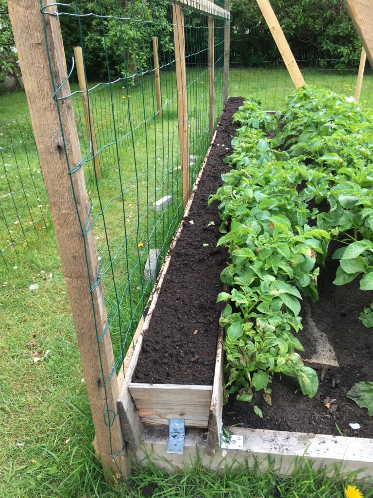 De syv prøver af Fairbeards Nonpareil blev udplantet bagerts i et nyt kartioffelbed. For at de små planter kunne nå op til sollyset bage de større kartoffelplanter var det nødvendigt at bygge et højbed i højbedet.