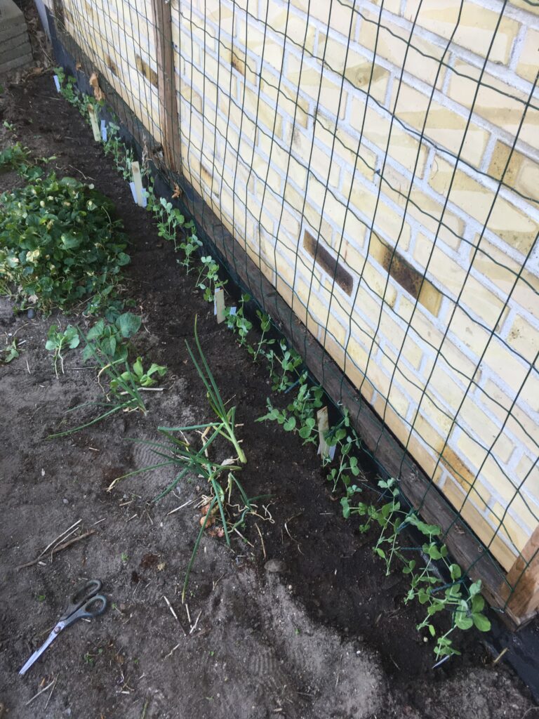 Op af ærtehegnet fastgjort på østgavlen af vores hus blev der plantet fem prøver af Non plus ultra/Stensærter. De resterende to blev udplantet på hegnet, som ses nedenfor.