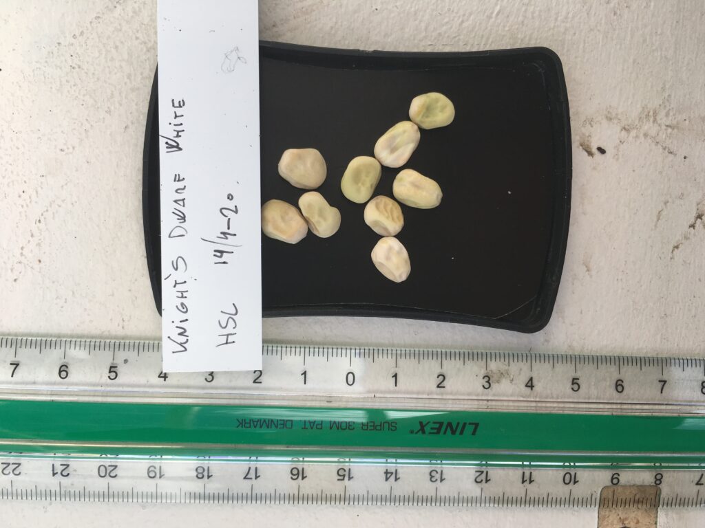 'Knight's Dwarf White'. Skaffet fra den engelske frøsamlerorganisation The Heritage Seed Library