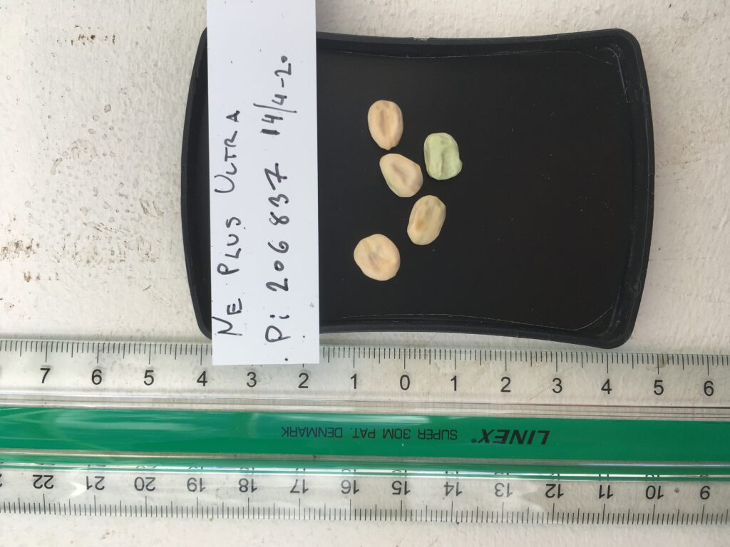 ’Ne Plus Ultra’. Fra genbanken i USA, U. S. National Plant Germplasm System N. P. G. S. Accessionsnr. PI 206837.