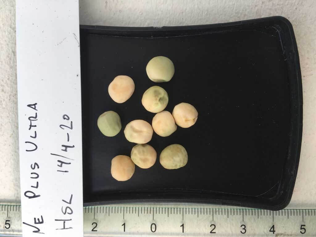 'Ne Plus Ultra'. Fra Heritage Seed Library, England.