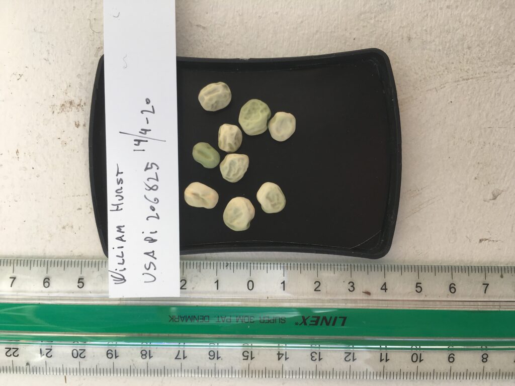 'William Hurst'. Fra genbanken i USA, U. S. National Plant Germplasm System N. P. G. S. Accessionsnr. PI 206825.